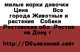 милые иорки девочки › Цена ­ 15 000 - Все города Животные и растения » Собаки   . Ростовская обл.,Ростов-на-Дону г.